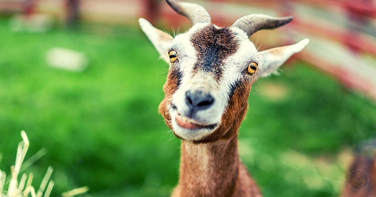 What Does It Mean When You Dream About a Goat?