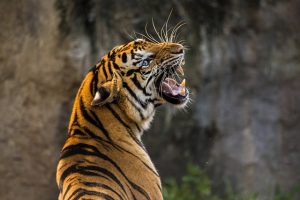 Unleash Your Inner Tiger: Explore the Land of Dreams