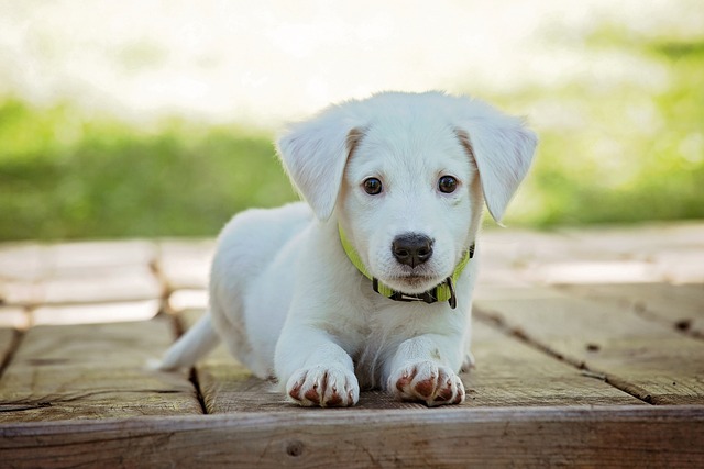 Dogs and Dreams: Can They Have Wet Dreams?