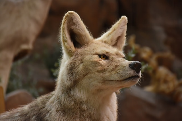 Embracing the Shadow: The Symbolic Representation of Trickery and Deception in ‌Coyote‍ Dreams