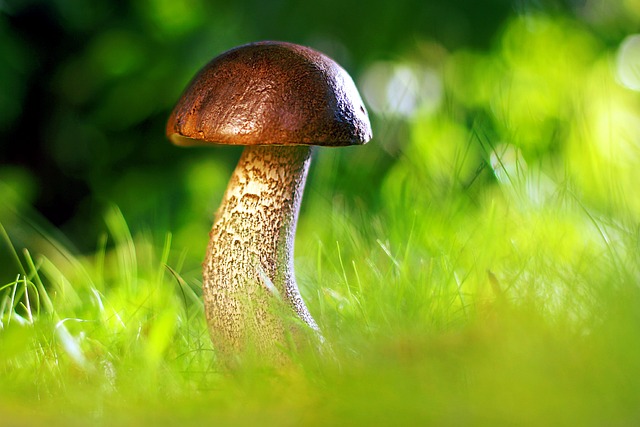 Unraveling the Secrets: Interpreting ‍Mushroom Dreams and Their Implications