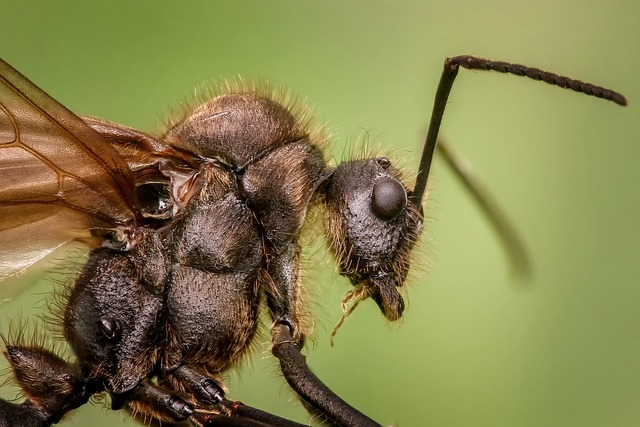 Exploring the Intricate Symbolism of Ant ⁤Dreams: Key⁢ Messages and Lessons