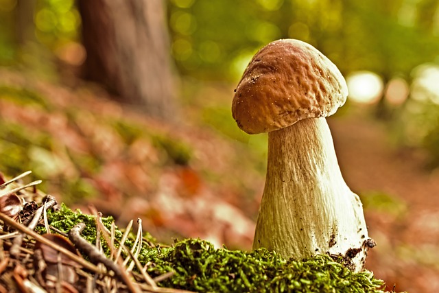 Unveiling the Subconscious: Understanding the Significance ⁢of Mushroom Picking in Dreams
