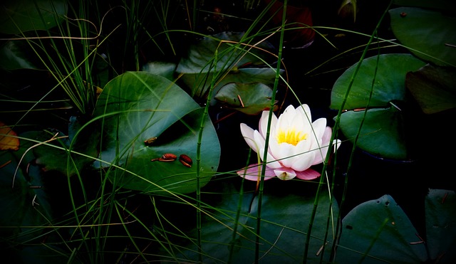 Exploring the Enigmatic World of Plant⁤ Consciousness