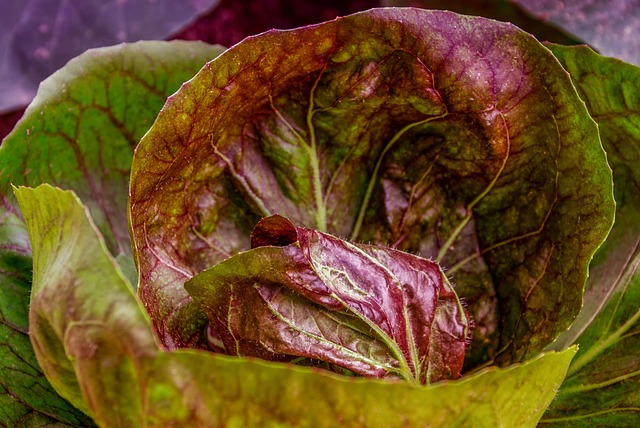 Nurturing our Leafy Allies: Essential Tips for⁣ Cultivating Strong and⁤ Vibrant Plants