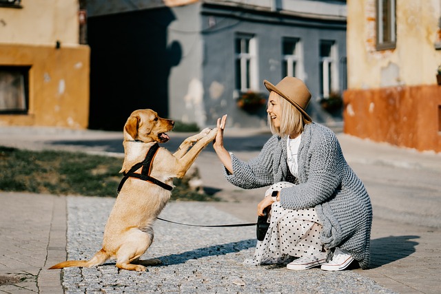 Guiding Dog Owners: ⁣How to Respond and ⁣Support Dogs' Dream Experiences