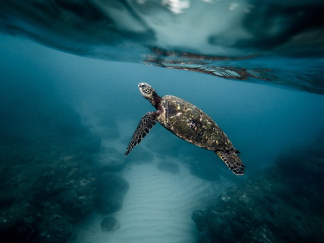 4. Embracing Change with Grace: Exploring the Transformational Significance of Turtle Dreams
