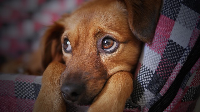 Puppy Dreams Unveiled: Is It a ​Puppy Mill?