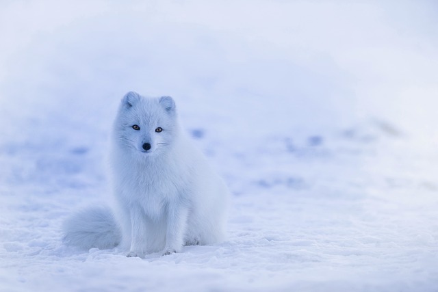 - A Silent Serenity: Analyzing the Calming⁤ Effect of‍ Snow Dreams on the ‍Subconscious ⁢Mind