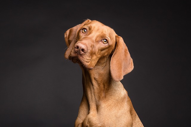 A Fascinating Look into Canine Sleep Patterns and Dreams