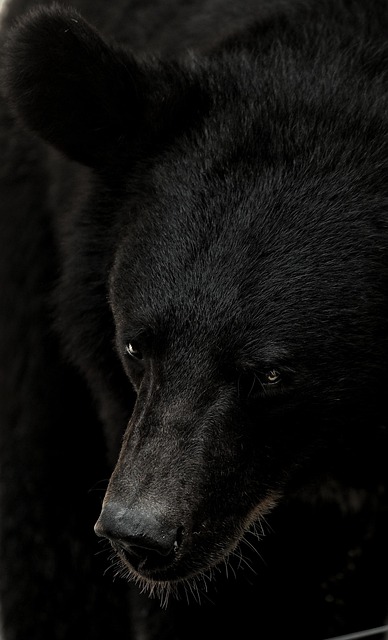 Exploring the Deep ‍Connection: The⁣ Black Bear as a Spiritual Guide in Dreams