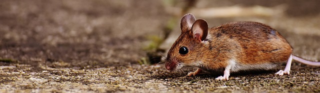 Uncovering the Psychology Behind Mouse Dreams: Insights into Hidden Desires