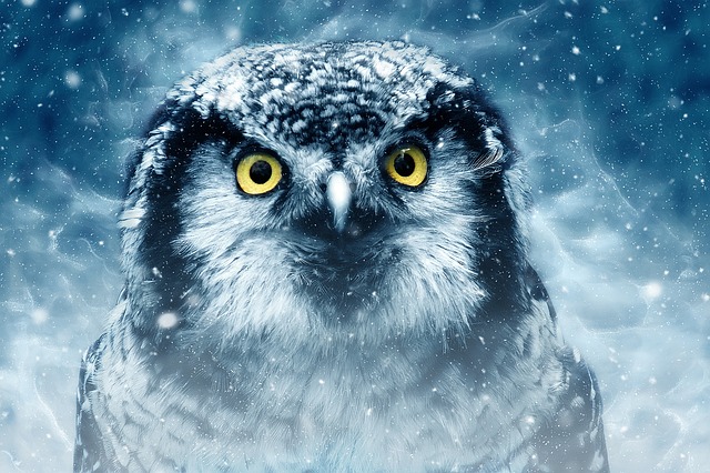 Understanding⁤ Symbolism: Decoding the Hidden​ Messages of‌ Owls in​ Dreams