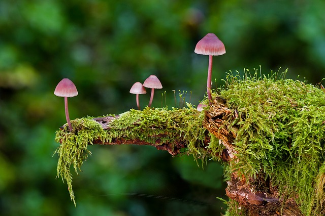 Unveiling the Deeper Meanings: Decoding the Symbolism Behind Mushroom Dreams
