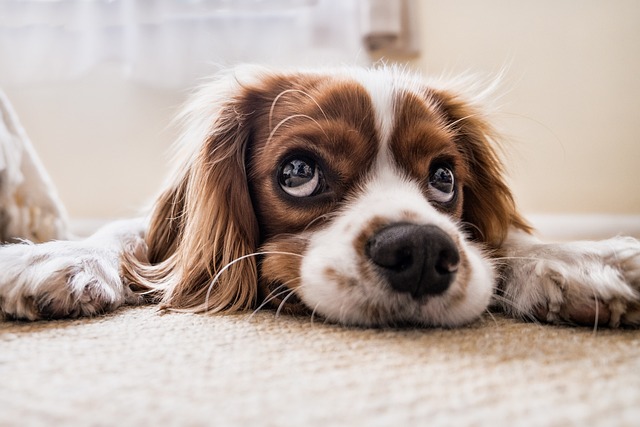 Dogs and Dreams: Can They Have Wet Dreams?