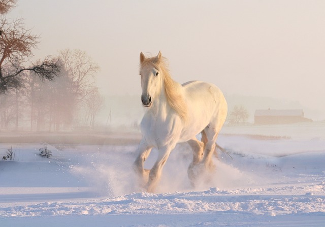 6. Discovering the World of Horse Exchange:‌ Maximizing Your Opportunities to Acquire Your Dream Horse⁢ in ⁣BDO
