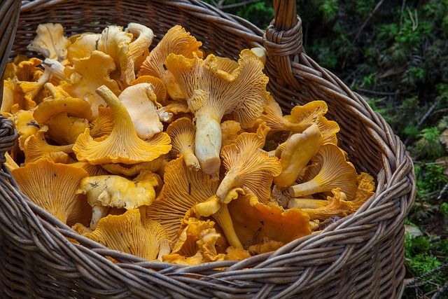 The Hidden Symbolism of ‌Mushroom Picking: Exploring the Depths of Dream Interpretation