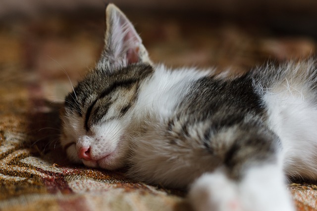 From Nighttime Reveries to⁣ Captivating Melodies: How‌ Lyric‍ Dreams‍ Inspire Creativity