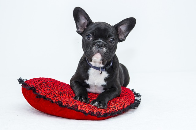 7. ​Empowering Consumers:‍ Tips for Responsible Puppy Purchasing