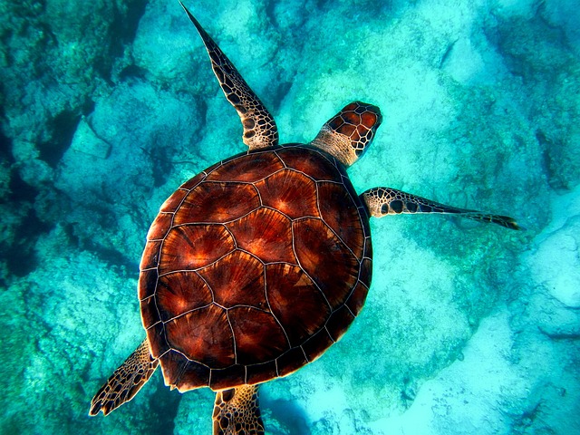 1. Unlocking ⁣the Symbolism: Interpreting​ the Presence of Turtles⁢ in Dreams