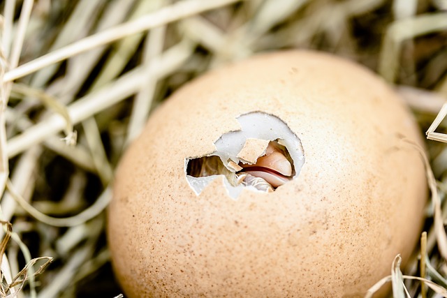 Exploring Possible Interpretations of‍ Specific Egg-related Dream⁣ Scenarios