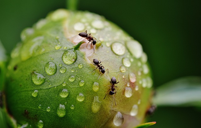 The‍ Symbolic ‍Meaning‌ of Ants in ⁤Dreams: A Comprehensive Exploration