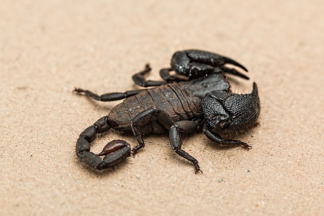 Exploring the Analytical Meaning Behind Scorpion Dreams