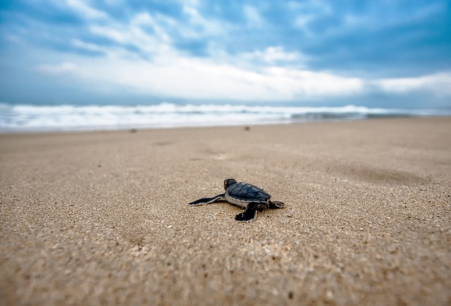 5. Nurturing Your Inner⁤ Self: Turtles as Symbols⁤ of Emotional Healing and Self-care