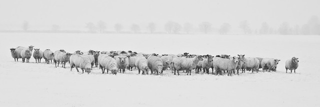 Captivating Snowscapes: How ‌Snow Dreams Inspire ​Creativity and Imagination