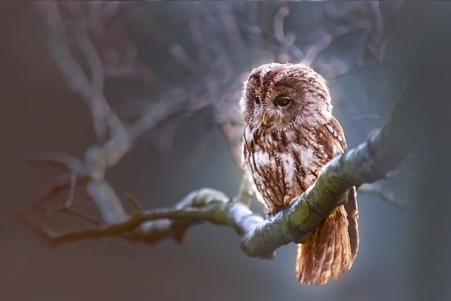 The Fascinating World of Owl Dreams: ‍Insights into⁣ their⁣ Spiritual ⁣Significance
