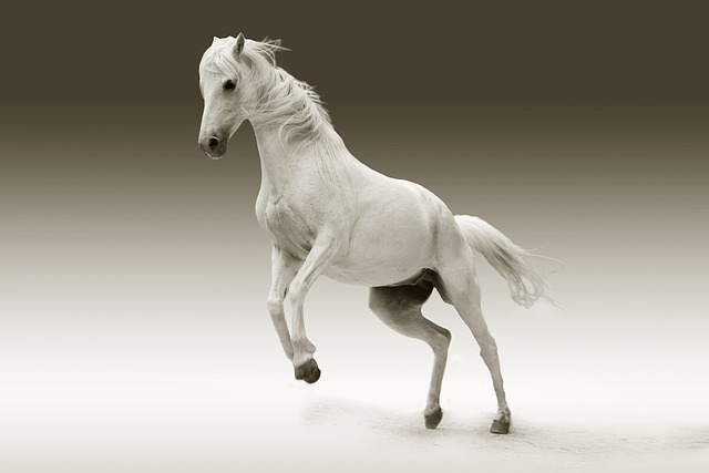 4. Gear up for Glory: Equipping ‌Your Dream Horse for⁣ Success in ​BDO