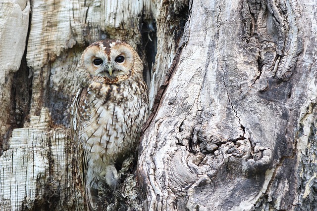 The Wisdom of‍ Dreams: Exploring the Meaning Behind an ⁤Owl's Presence