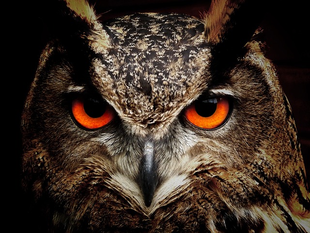 The ‍Fascinating World of Owl Symbolism: A Closer ⁤Look at Cultural Interpretations
