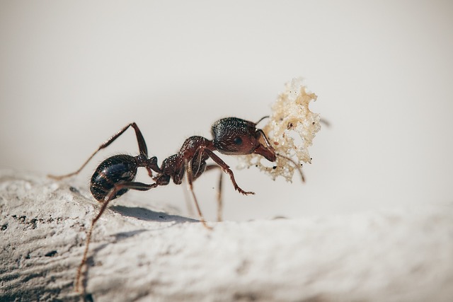Unlocking the Hidden Interpretations‌ of Ant Dreams: Insights and Understanding