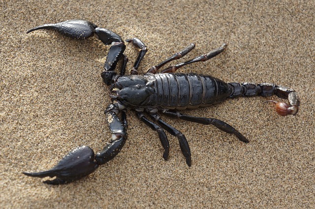 Unearthing the Hidden Messages: Decoding the Themes Associated with Scorpions in Dreams