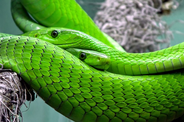 Understanding the Intricate ‌Symbolism of Snakes⁤ in Islamic Dream Interpretation