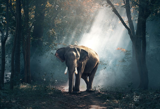 Unveiling the Significance of Elephant⁣ Dreams: Insights into​ Your Unconscious Mind