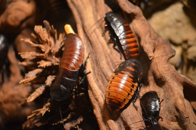 Analyzing the Possible⁤ Insights into ​Personal Attributes and Emotions through Cockroaches in Dreams