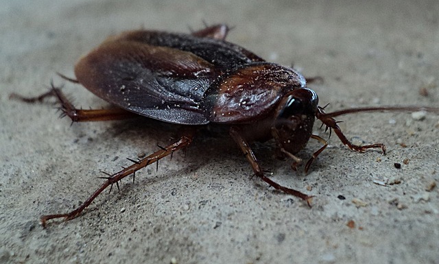 Understanding the Deeply Rooted Associations and Cultural Connotations of Cockroaches in Dreamscapes