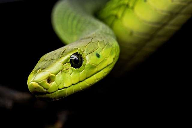 Exploring the Hidden ⁣Meanings of Snakes ⁣in⁣ Islamic Dream Analysis
