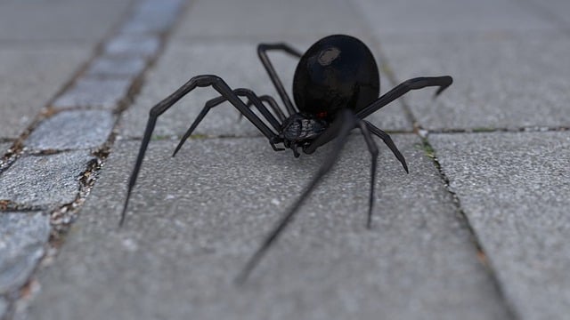Exploring ‌the⁢ Symbolism and Meanings⁢ of Black ⁤Widow Dreams