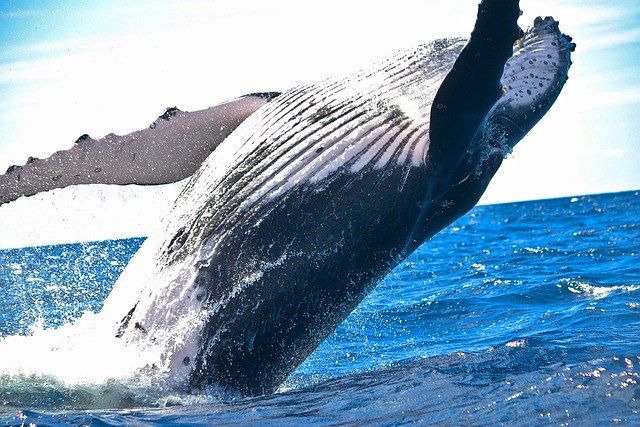 The Symbolic Significance of Whales in Dreams