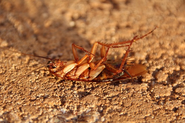 Practical Recommendations for Navigating the Emotional Impact of Cockroach Dreams