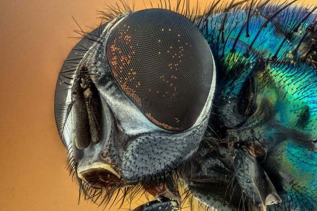 Decoding the Symbolic Language‌ of ⁢Dreams⁣ featuring Flies