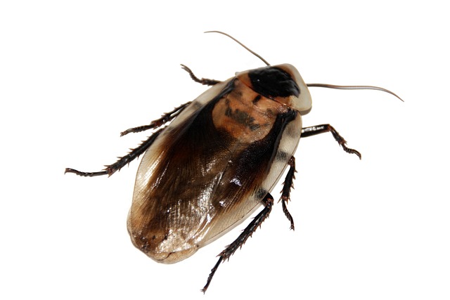 Delving into the Enigmatic Symbolism of Cockroaches in Dreams