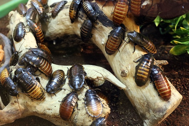Exploring Practical ⁤Tips: How⁢ to Interpret and ‍Utilize Roach Dreams