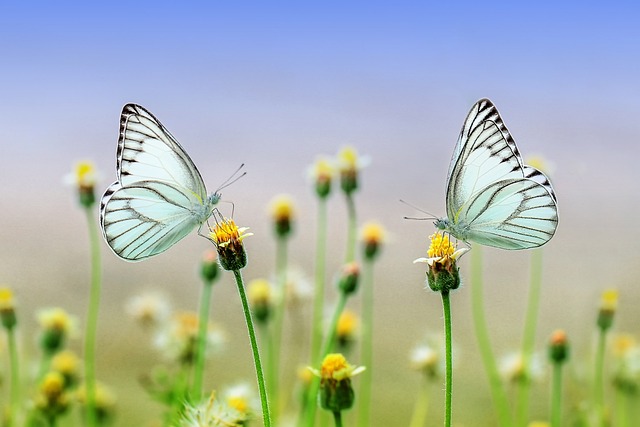 Interpreting the Colors of Butterflies⁢ in Dreams: Insights and Symbolism