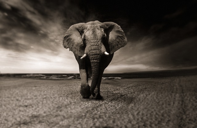 Unlocking the⁢ Secrets: What Seeing an Elephant‍ in Your Dream May Reveal⁤ About‍ Your ⁣Life