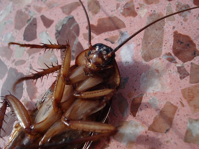 Unraveling the Intriguing Psychological Significance of Cockroaches in Dreams