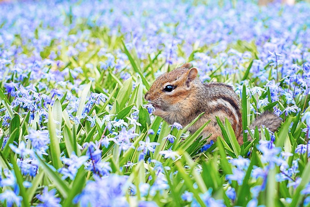 Exploring the Fascinating Interpretations ⁣of Squirrels in Dream Psychology